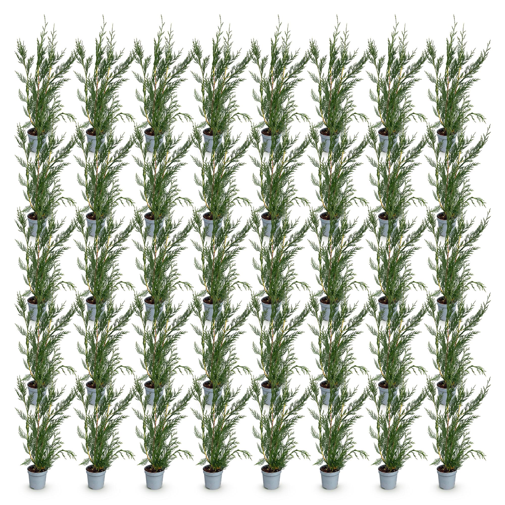 Green boutiQ - 40x Cupressocyparis leylandii 2011 - Leylandii - Haagplanten - Groenblijvend - Groen - Pot 9cm - Hoogte 30-40cm