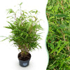 Green boutiQ - Grassen - Fargesia Rufa - Niet Woekerende Bamboe - Bladhoudend - Groen - 1 Plant - Pot 23 cm - Hoogte 80 cm