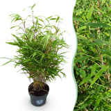 Green boutiQ - Grassen - Fargesia Rufa - Niet Woekerende Bamboe - Bladhoudend - Groen - 1 Plant - Pot 23 cm - Hoogte 80 cm