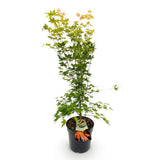 Green boutiQ - Tuinplant - Acer palmatum Orange Dream - Japanse Esdoorn - Bladverliezend - Oranje - 1 - Pot 26cm - Hoogte 90cm