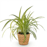 Green boutiQ - Kamerplant - Chlorophytum comosum Variegatum - Bonte Graslelie - Huisdiervriendelijke Plant - Groen - 1 Plant - met Mand - Pot 12cm - Hoogte 20cm