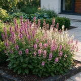 Green boutiQ - Vasteplant - Stachys Duo - Betonie - Bijen- en vlinderlokkers - Roze - Paars - Wit - 24 Planten - Pot 11cm - Hoogte 15-25cm