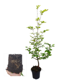 Palletdeal Haagplanten:50 Carpinus Betulus ↕ 80-100 - Ø 19cm | Mini Pallet