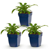 Green boutiQ - Vasteplant - Campanula pers. Alba - Perzikbladklokje - Bijen en Vlinderlokkers - Wit - 3 Planten - Pot 11cm - Hoogte 15-25cm