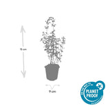 48x Nepeta 'Walker's Low' - ↕10-25cm - Ø9cm