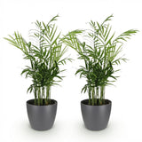 Green boutiQ - Kamerplant - Chamaedorea elegans - Goudpalm - Huisdiervriendelijke Plant - Groen - 2 Planten - met Potter Grijs - Pot 12cm - Hoogte 15cm