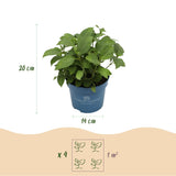 Green boutiQ - Tuinplant - Hydrangea Endles Summer The Original Pink - Hortensia - Winterhard - Roze - 2 Planten - Pot 14cm - Hoogte 20-25cm