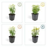 60x Euonymus fort. 'Emerald 'n Gold’ - ↕10-25cm - Ø9cm