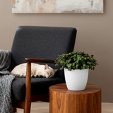 Green boutiQ - Kamerplant - Calissia repens - Kattengras - Huisdiervriendelijk - Groen - 1 Plant - met Potter Wit - Pot 12cm - Hoogte 17-20cm