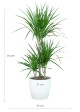 Dracaena Marginata met Potter wit - 95cm - Ø21