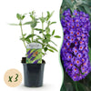 Green boutiQ - Tuinplant - Buddleja davidii Empire Blue - Vlinderstruik - Winterhard - Blauw - 3 Planten - Pot 17cm - Hoogte 45cm