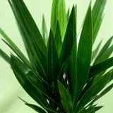 Green boutiQ - Kamerplant - Yucca elephantipes - Yucca - Weinig onderhoud - Groen - 1 - Pot 24cm - Hoogte 140cm