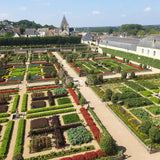Green boutiQ - Buxus Haag - BetterBuxus Babylon Beauty - Resistant tegen de Buxus schimmel - 12 planten - 2 strekkende meter - pot 13cm hoogte 30-35