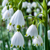 160x Leucojum Aestivum - Zomerklokkje - Wit - Voorjaarsbloeier - Bolmaat 8/9