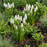 100x Muscari White Magic - Witte druifhyacint - Wit - Verwilderingsbol - Bolmaat 6/7