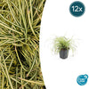 12x Carex oshim. 'Evergold'- ↕10-25cm - Ø9cm