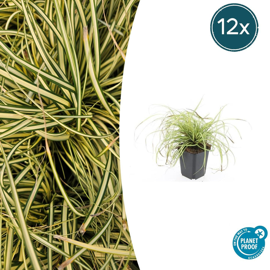 Carex oshim 'Evergold' – 12 planten · pot Ø9 cm · 10-25 cm hoog