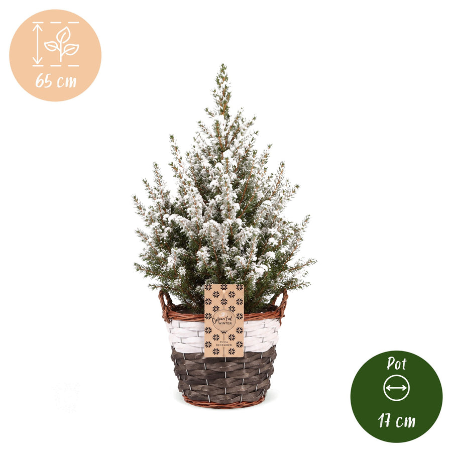 Set van 2 – Pot Ø17 cm · 65 cm hoog · Kegelspar kerstboom besneeuwd · met mand (foto 5)