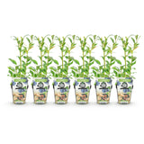 Green boutiQ - Fruitplanten - Blauwe Bes - Vaccinium corymbossum Northland - Winterhard - 6 Planten - Pot 9 cm - Blauwe Bes