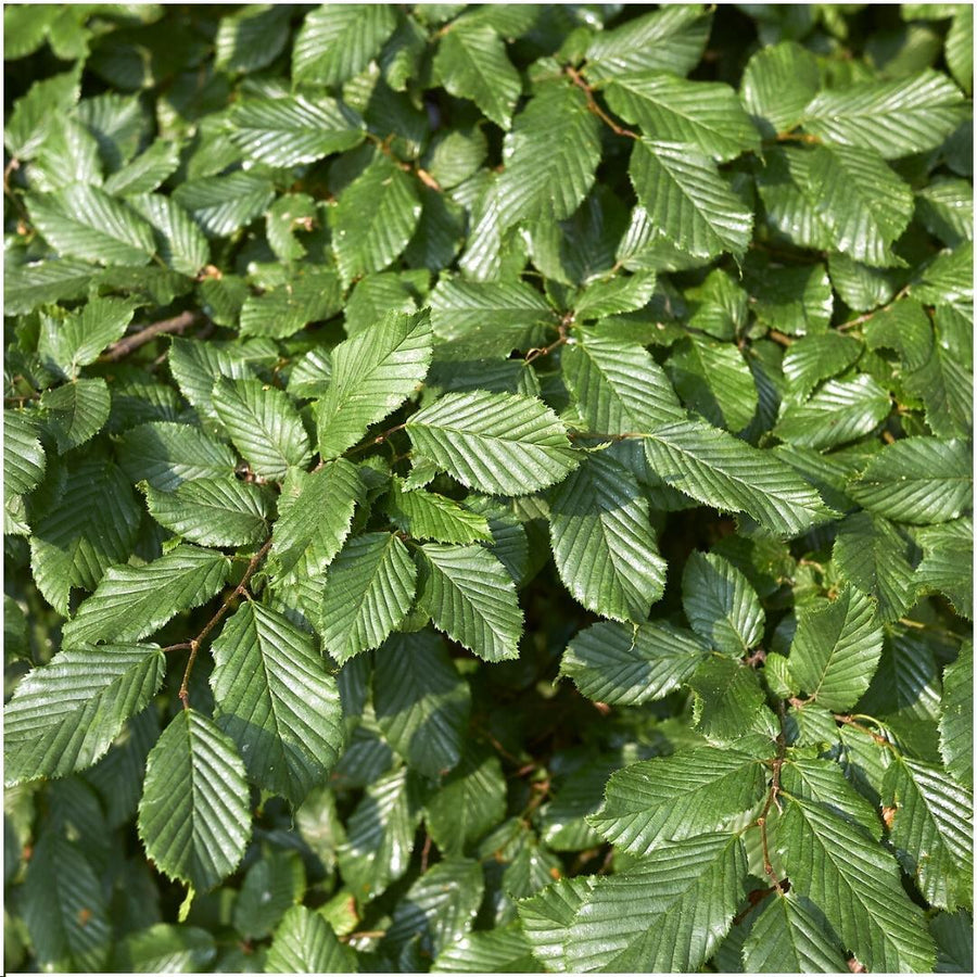 Carpinus Betulus — Haagbeukhaag, 6 planten (1 strekkende meter)