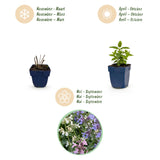 Green boutiQ - Vasteplant - Nepeta Tricolour - Kattenkruid - Bijen- en vlinderlokkers - Paars - Roze - Wit - 12 Planten - Pot 11cm - Hoogte 15-25cm