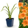 Green boutiQ - Vasteplant - Hemerocallis Mauna Loa - Daglelie - Bijen en Vlinderlokkers - Oranje - 3 Planten - Pot 11cm - Hoogte 15-25cm