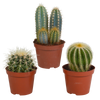 Cactus mix 8.5 cm - 3x - zonder pot