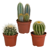 Cactus mix 8.5 cm - 3x - zonder pot