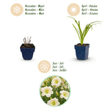 Green boutiQ - Vasteplant - Hemerocallis Arctic Snow - Daglelie - Bijen en Vlinderlokkers - Creme - 12 Planten - Pot 11cm - Hoogte 15-25cm