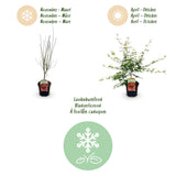 Green boutiQ - Terrasplant - Japanse Esdoorn - Acer palmatum Pink Dwarf - Roze - 1 Plant - Bladverliezend - Pot 19cm Hoogte 70cm