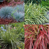 Green boutiQ - Siergrassen - 4 Planten - Blauw - Geel - Groen - Rood - Bladhoudend - Weinig Onderhoud - Pot 17cm Hoogte 50cm