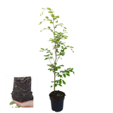Palletdeal Haagplanten:50 Fagus sylvatica ↕60-80 - Ø 19cm | Mini Pallet