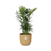 Chamaedorea Elegans in ELHO Vibes Fold 14cm geel