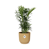 Chamaedorea Elegans in ELHO Vibes Fold 14cm geel