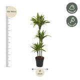 Dracaena Lemon Lime - 160 cm - ø27