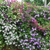 Green boutiQ - Klimplant - Clematis Rainbow - Bloem Roze Wit Paars Rood - Weinig onderhoud - 4 planten - Pot 11cm Hoogte 40cm