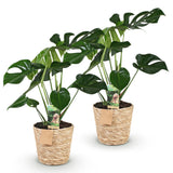 Green BoutiQ - Green is... Kamerplanten - Monstera Deliciosa - Gatenplant - Weinig onderhoud - met mand - Groen - 2 Planten - Pot 17cm - Hoogte 50-55cm