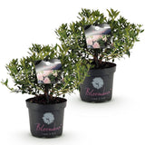 Green boutiQ - Dwerg Rhododendron - Rhododendron Bloombux Light Pink - Bloeiende Buxus - Weinig Onderhoud - Licht Roze Bloem - 2 Planten - Pot 23cm - Hoogte 45-55cm