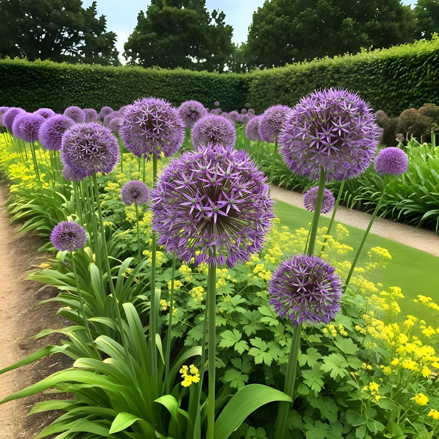 Alliumbollen Christophii — paars, 15 stuks (bolmaat 10/2)
