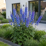 Green boutiQ - Vasteplant - Delphinium (P) Blue Bird - Ridderspoor - Bijen en Vlinderlokkers - Blauw - 24 Planten - Pot 11cm - Hoogte 15-25cm