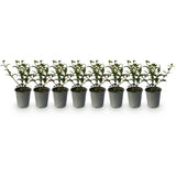 Green boutiQ - Haagplanten - Osmathus burkwoodii - blad groen - 8 planten - 1 strekkende meter - groenblijvend - pot 9cm hoogte 25-30cm