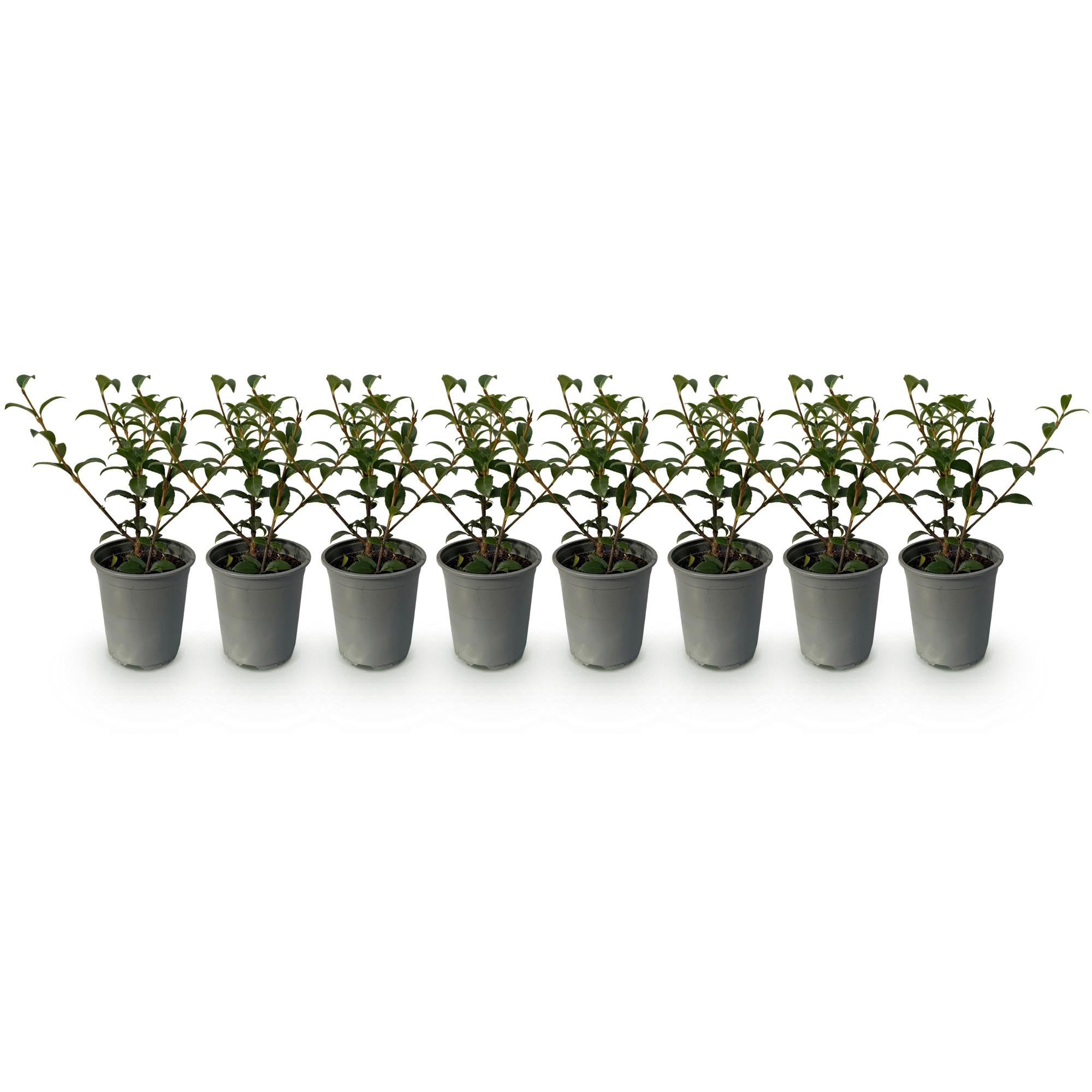 Green boutiQ - Haagplanten - Osmathus burkwoodii - blad groen - 8 planten - 1 strekkende meter - groenblijvend - pot 9cm hoogte 25-30cm