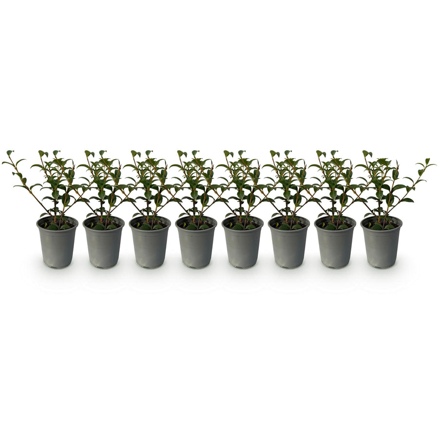 Osmathus burkwoodii — Welriekende olijfhaag, 8 planten (1 strekkende meter), 25-30 cm
