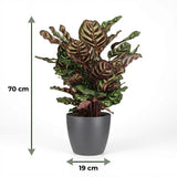 Green boutiQ - Kamerplant - Pauwenplant - Calathea Makoyana - Groen - Weinig onderhoud - 1 Plant - met Potter Grijs - Pot 19cm - Hoogte 70cm