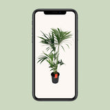 Howea Forsteriana - Ø24cm - ↕130cm