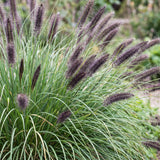 Green boutiQ - Grassen - Pennisetum alop. Black Beauty - Lampenpoetsergras - Met Pluim - Groen - 1 Plant - Pot 11cm - Hoogte 15-25cm