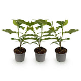 Green boutiQ - Tuinplant - Magnolia liliiflora Nigra - Bloem Paars - 3 Planten - Bladverliezend - Weinig Onderhoud - Pot 12cm Hoogte 30cm