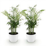 Green boutiQ - Kamerplant - Chamaedorea elegans - Goudpalm - Huisdiervriendelijke Plant - Groen - 2 Planten - met Potter Wit - Pot 12cm - Hoogte 15cm