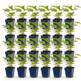 Green boutiQ - Vasteplant - Anemone hybr. Hon. Jobert - Herfst Anemoon - Schaduw - Wit - 24 Planten - Pot 11cm - Hoogte 15-25cm