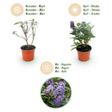 Green boutiQ - Tuinplant - Buddleja davidii Butterfly Candy Little Lila - Vlinderstruik - Compact - Lila - 3 Planten - Pot 12cm - Hoogte 20-25cm